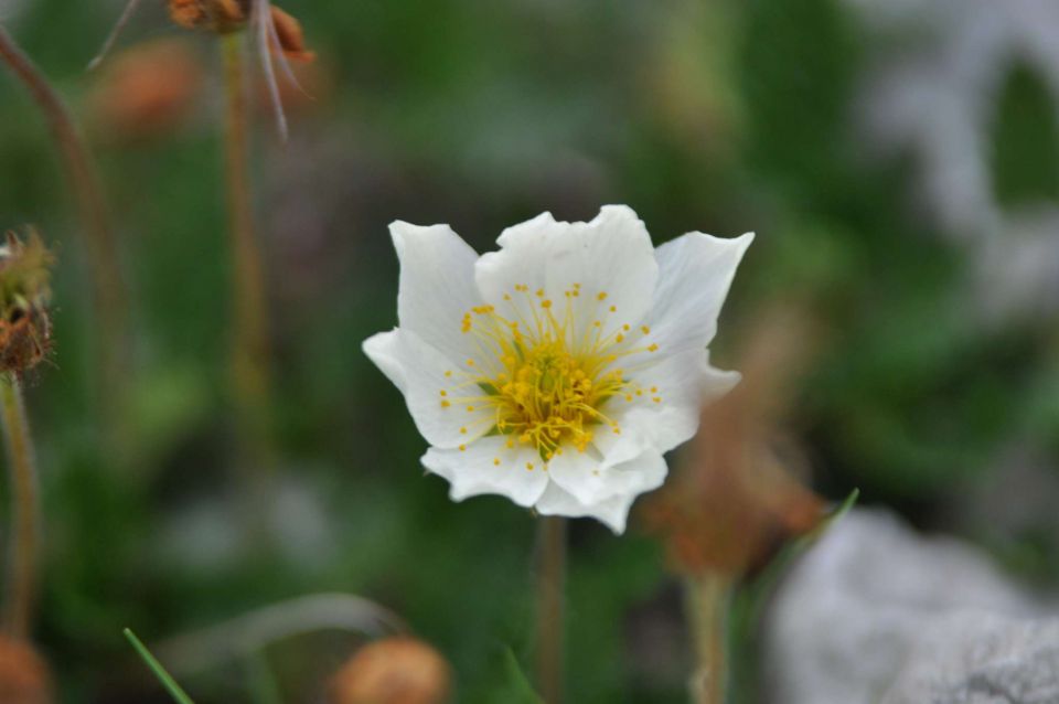 Logarska-Ojstrica 1.7.2012 - foto povečava