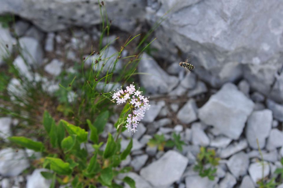 Logarska-Ojstrica 1.7.2012 - foto povečava