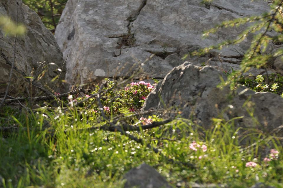 Logarska-Ojstrica 1.7.2012 - foto povečava