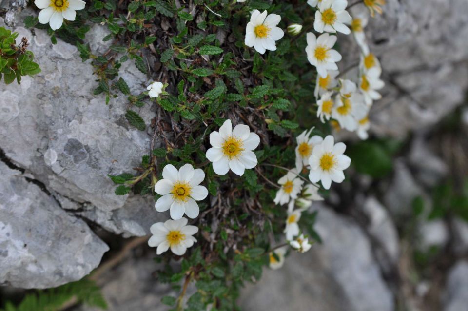 Logarska-Ojstrica 1.7.2012 - foto povečava