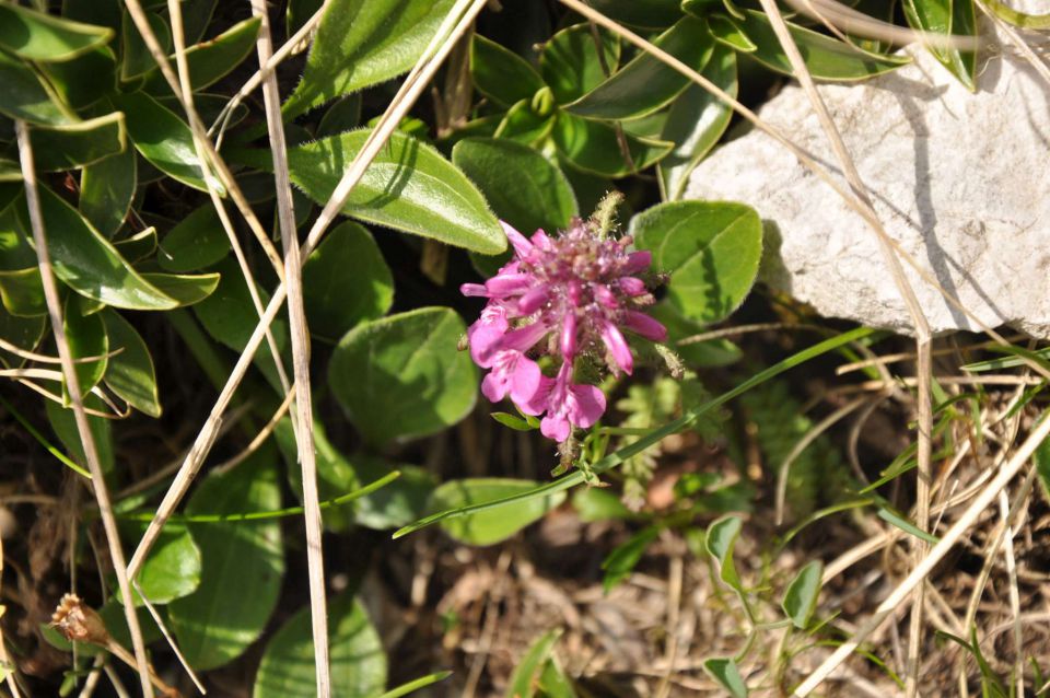 Logarska-Ojstrica 1.7.2012 - foto povečava