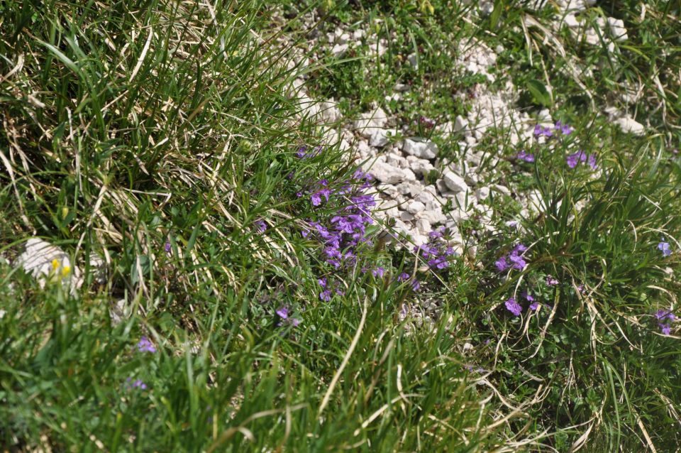 Logarska-Ojstrica 1.7.2012 - foto povečava