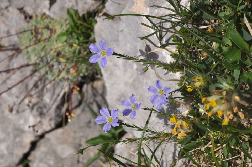 Logarska-Ojstrica 1.7.2012 - foto povečava