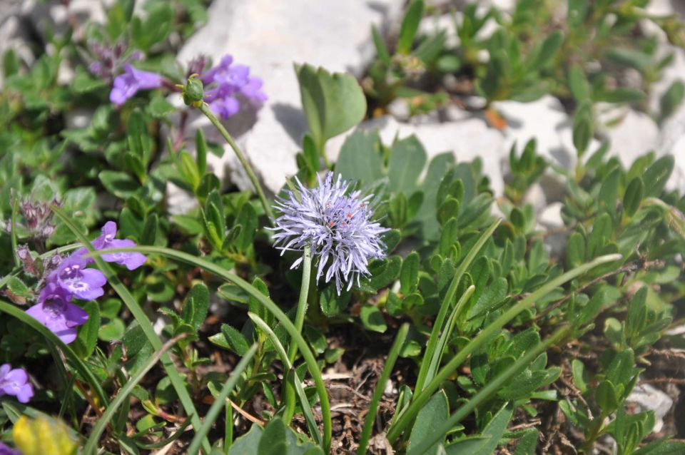 Logarska-Ojstrica 1.7.2012 - foto povečava