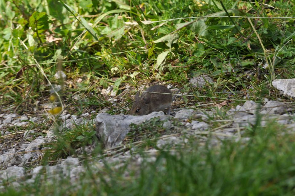 Ojstrica-Korošica-Škarje-Logarska 1.7.2012 - foto povečava