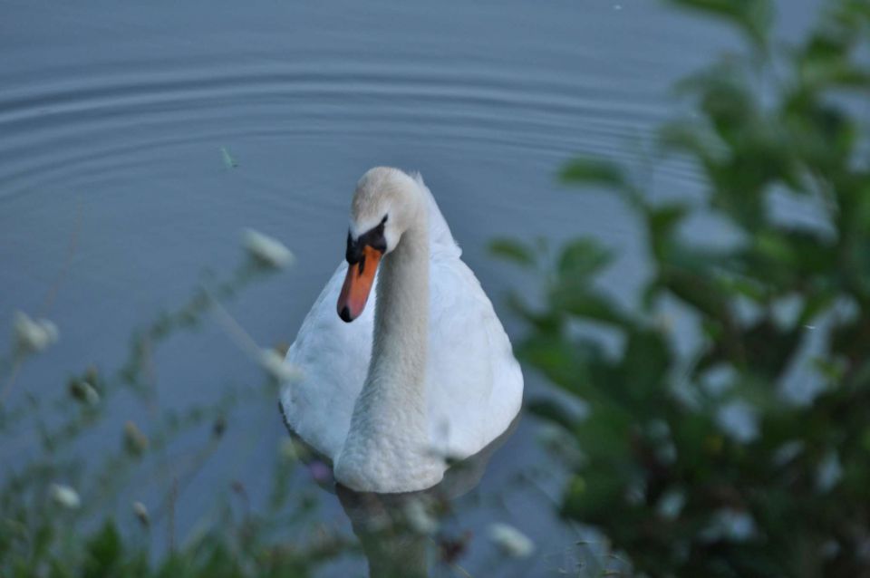 Šmartinsko jezero 2.7.2012 - foto povečava