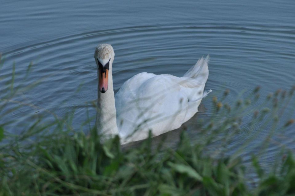 Šmartinsko jezero 2.7.2012 - foto povečava