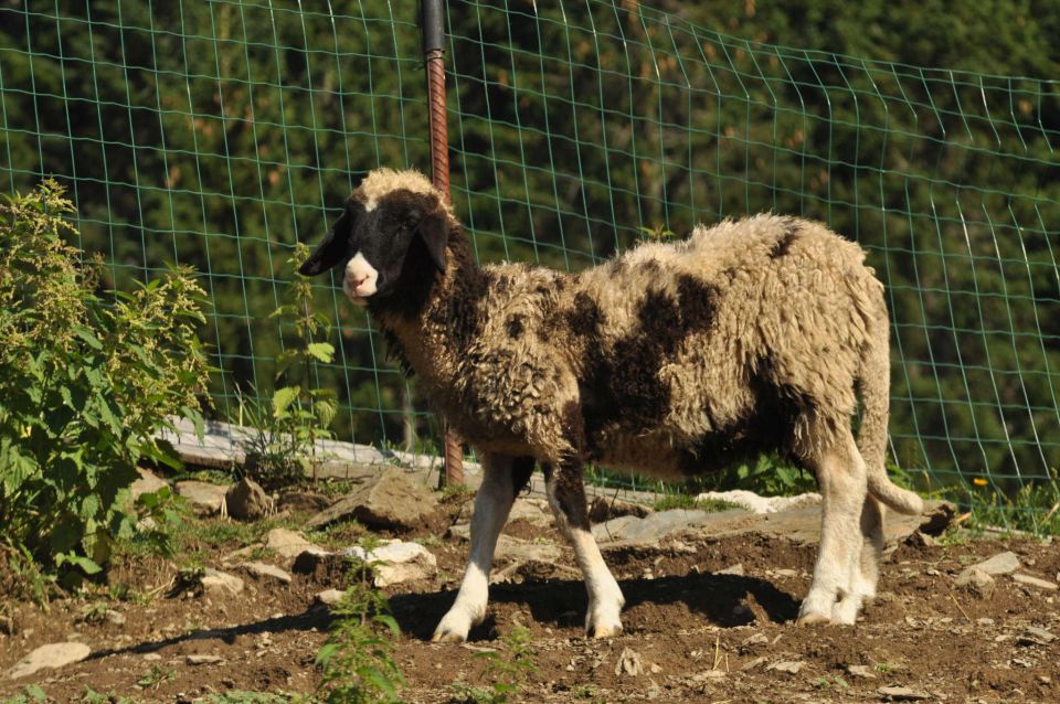 Olševa 14.7.2012 - foto povečava