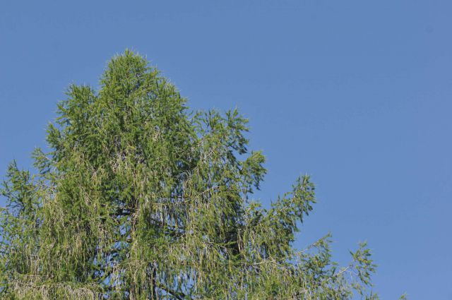 Olševa 14.7.2012 - foto