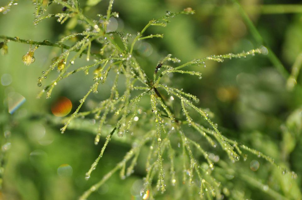 Olševa 14.7.2012 - foto povečava