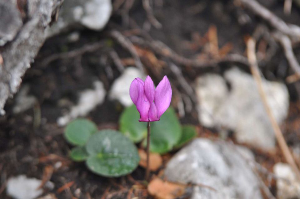 Olševa 14.7.2012 - foto povečava