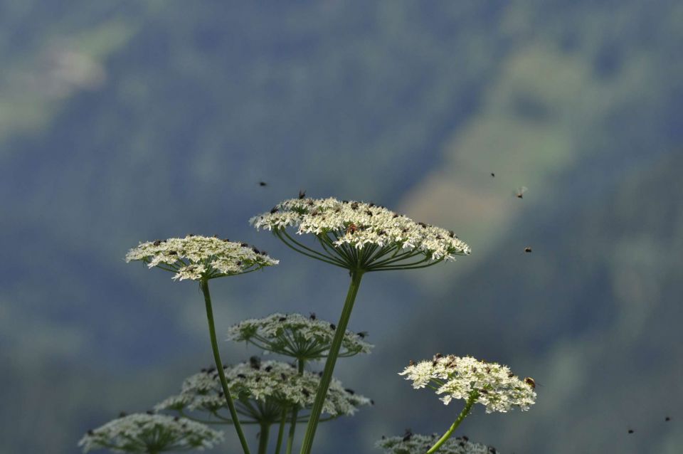 Olševa 14.7.2012 - foto povečava