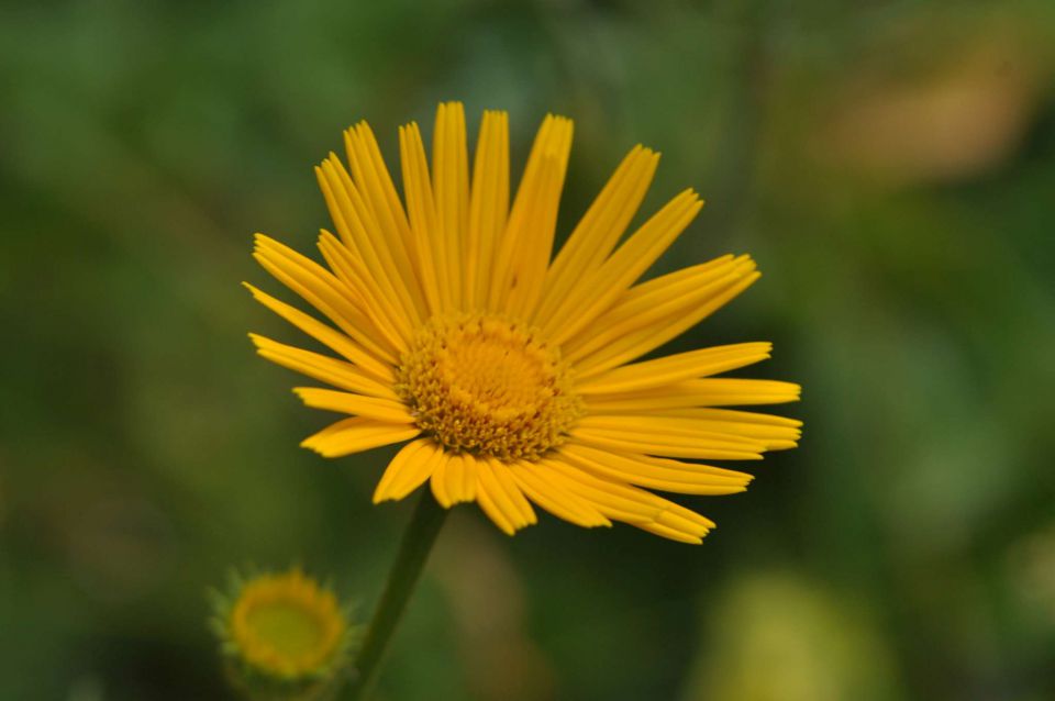 Olševa 14.7.2012 - foto povečava