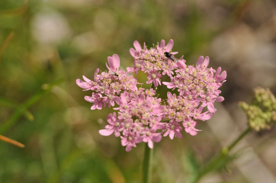 Olševa 14.7.2012 - foto povečava