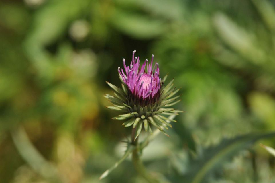 Olševa 14.7.2012 - foto povečava