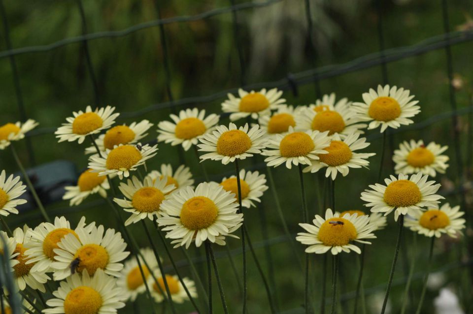 Olševa 14.7.2012 - foto povečava