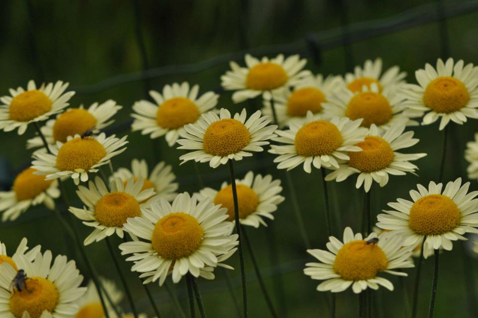 Olševa 14.7.2012 - foto povečava