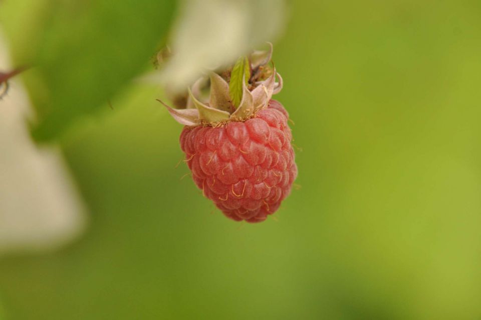 Olševa 14.7.2012 - foto povečava