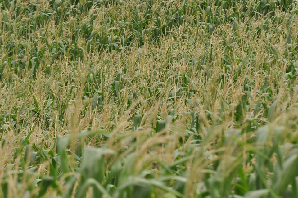 Pečica 15.7.2012 - foto povečava