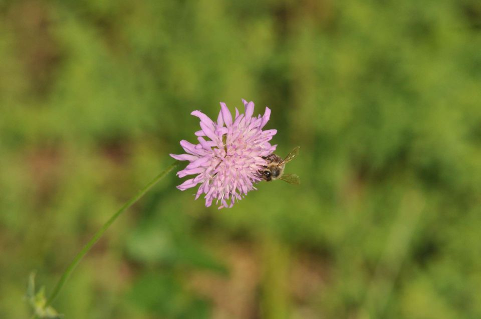 Pečica 15.7.2012 - foto povečava