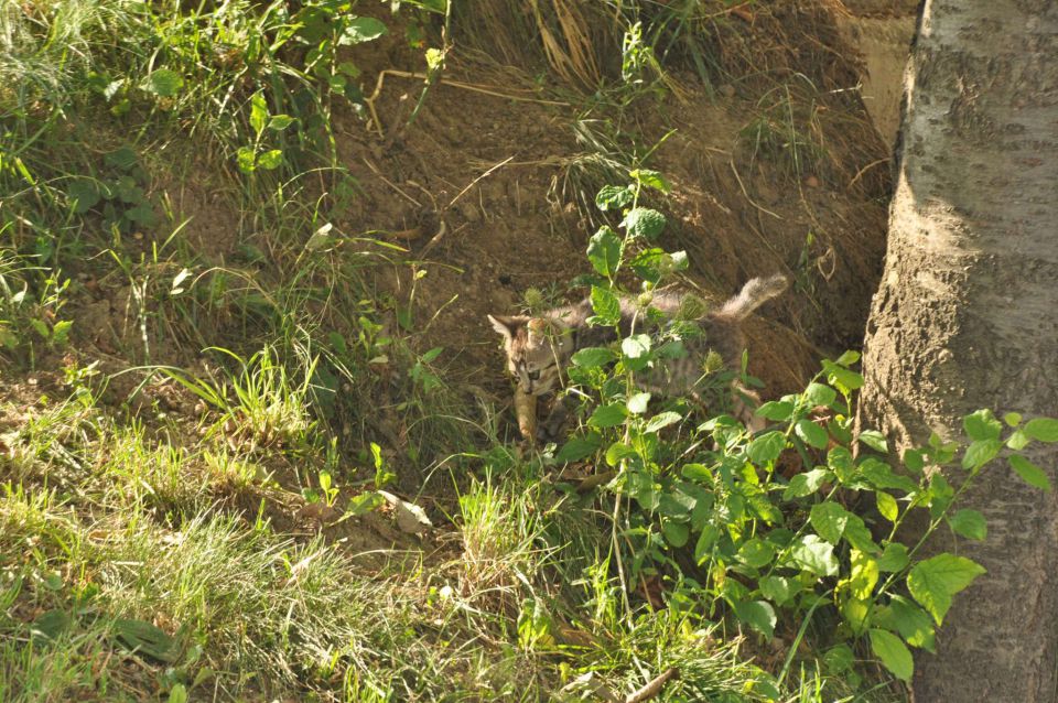 Pečica 15.7.2012 - foto povečava