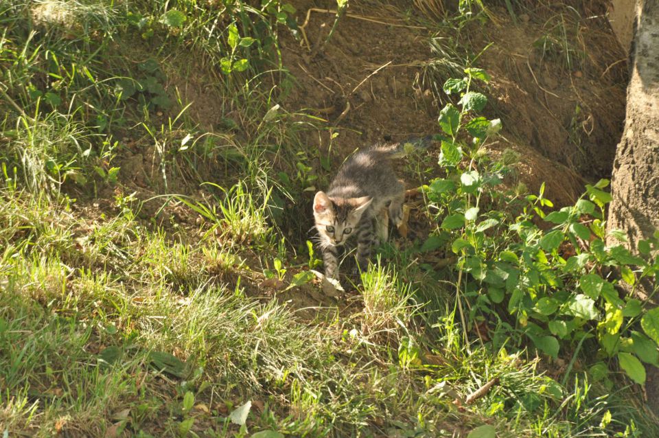 Pečica 15.7.2012 - foto povečava