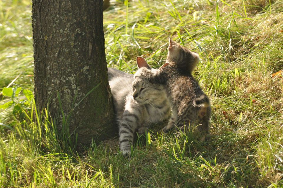 Pečica 15.7.2012 - foto povečava