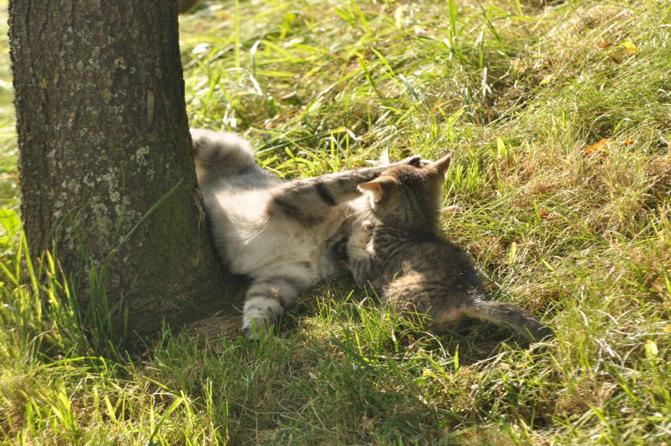 Pečica 15.7.2012 - foto povečava