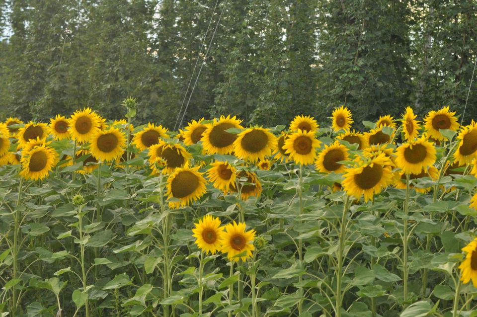 Celje 17.7.2012 - foto povečava