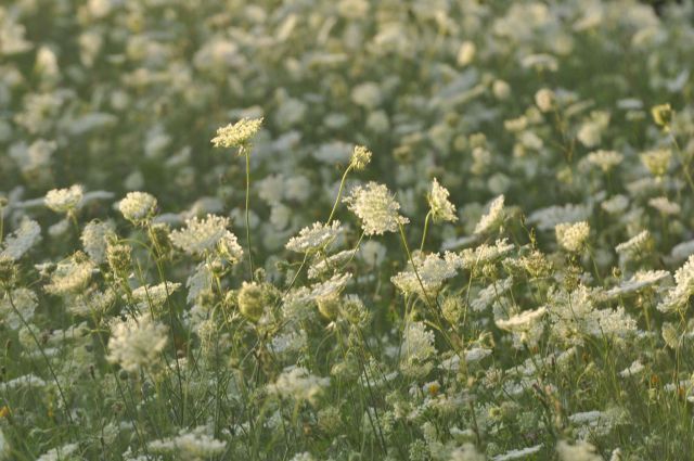 Celje 19.7.2012 - foto