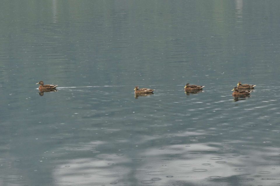 Dopust 2012 - Okrog jezera - foto povečava
