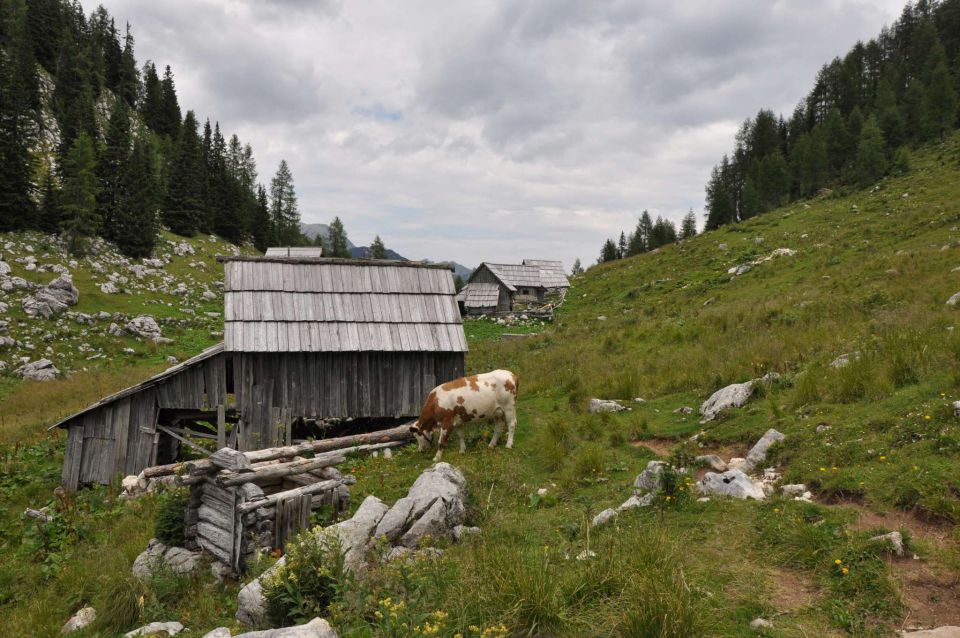 Dopust 2012 - Pršivec - foto povečava