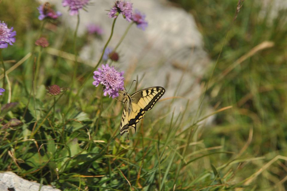 Dopust 2012 - Pršivec - foto povečava