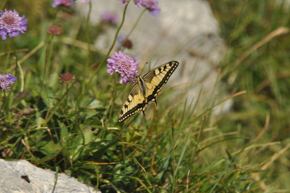 Dopust 2012 - Pršivec - foto povečava