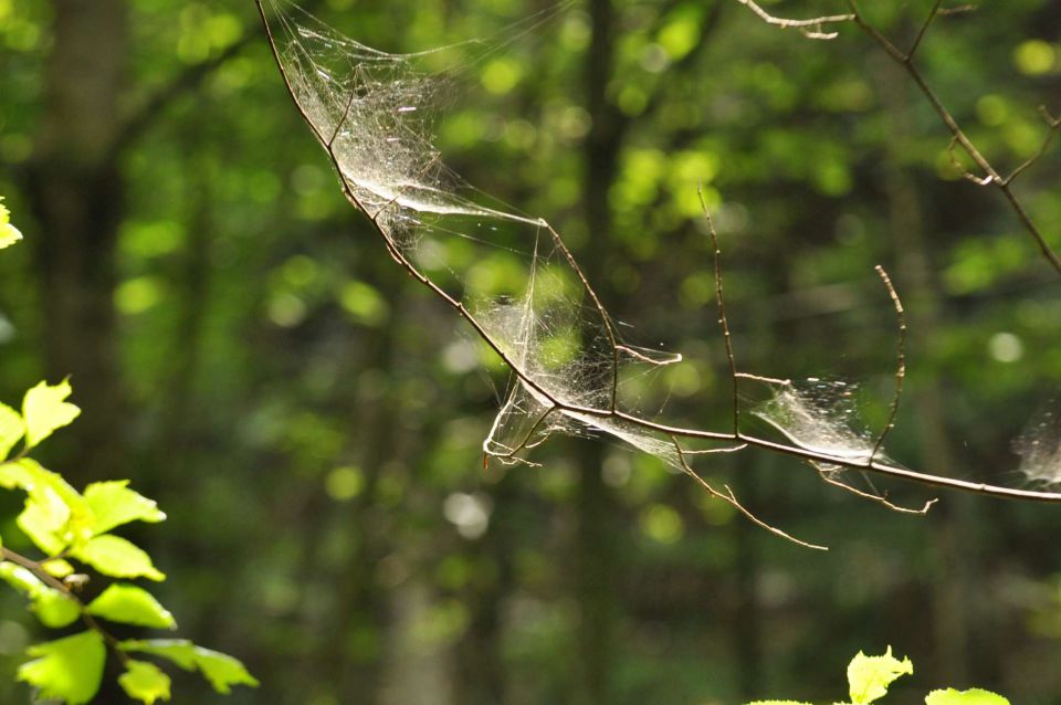 Dopust 2012 - Pokljuška soteska - foto povečava