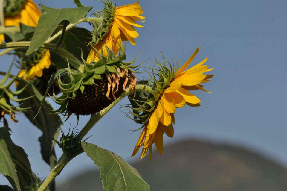 Pečica 25.8.2012 - foto povečava