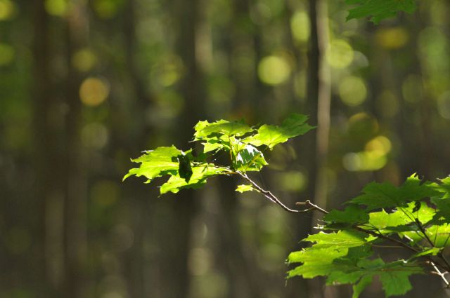 Kopitnik pri RImskih toplicah 8.9.2012 - foto