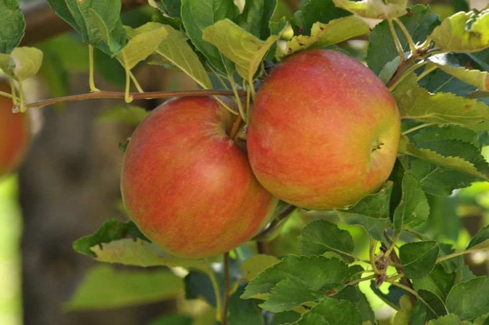 Gašper rojstni dan 9.9.2012 - foto povečava