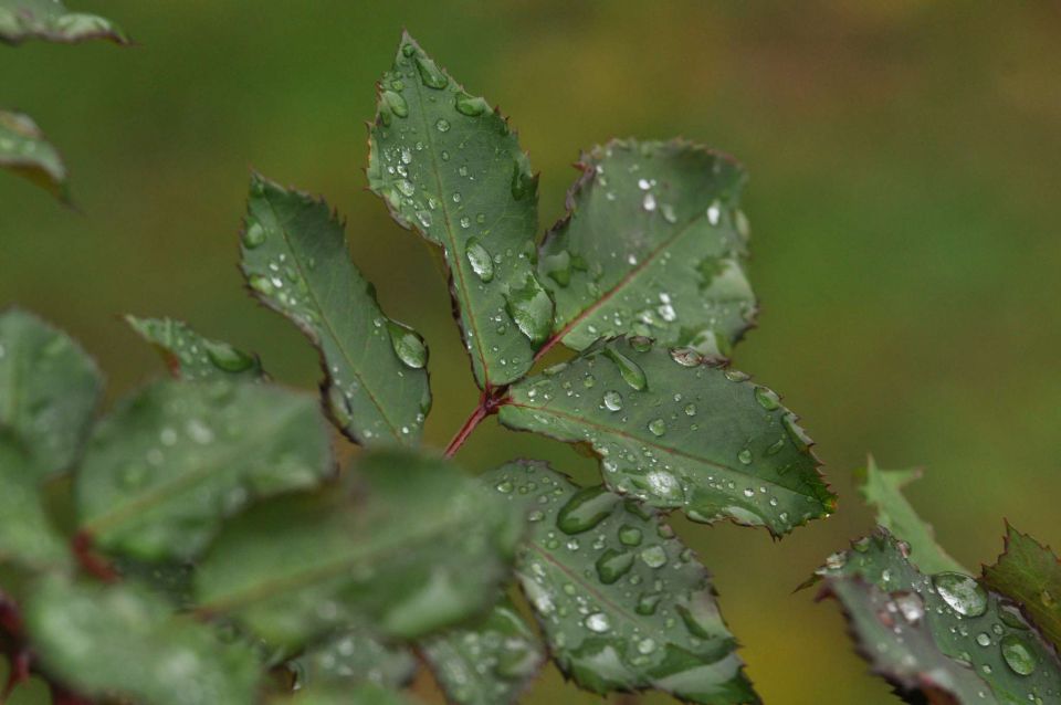 Matej plakati, rože 13.10.2012 - foto povečava