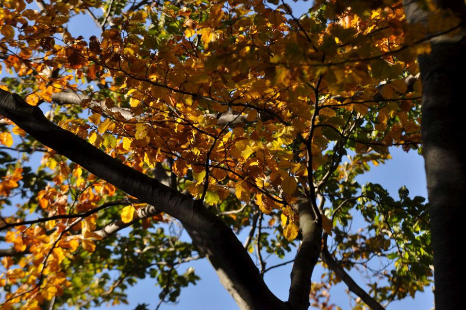 Savinjska 20.10.2012 - foto povečava