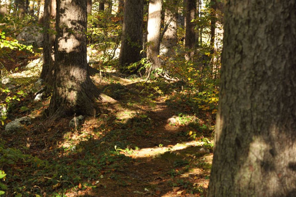 Savinjska 20.10.2012 - foto povečava