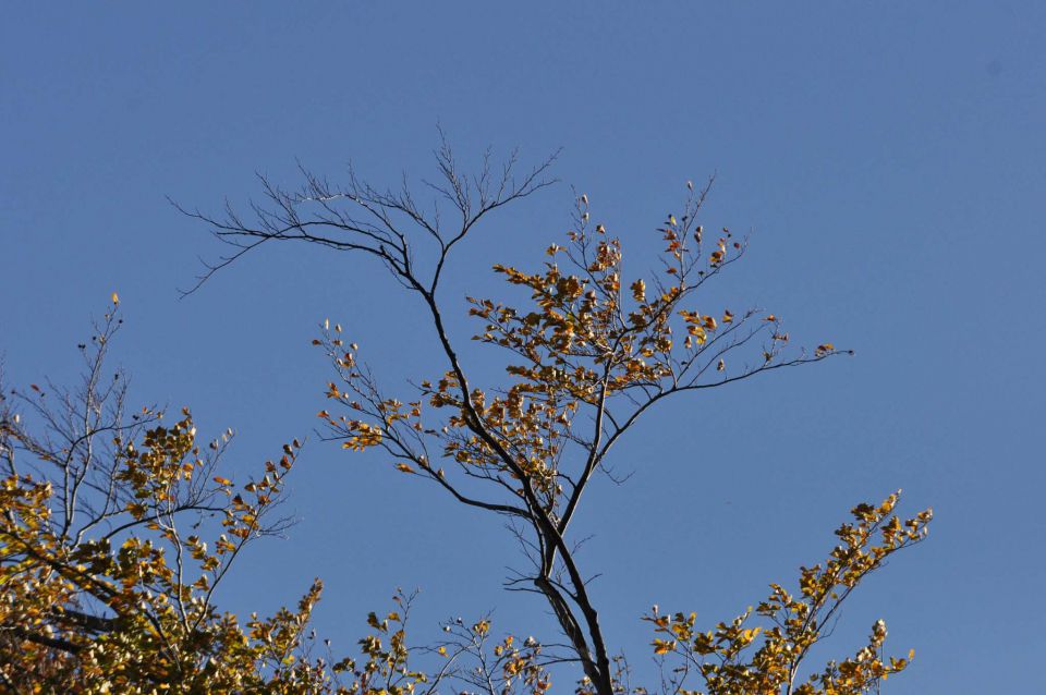 Savinjska 20.10.2012 - foto povečava