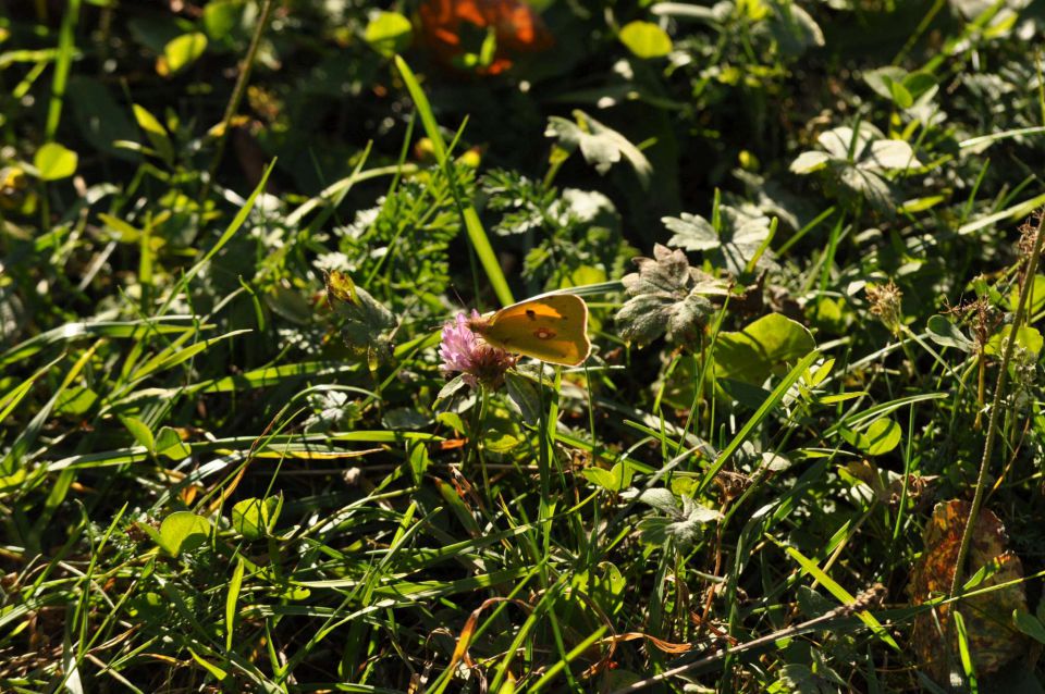 Savinjska 20.10.2012 - foto povečava