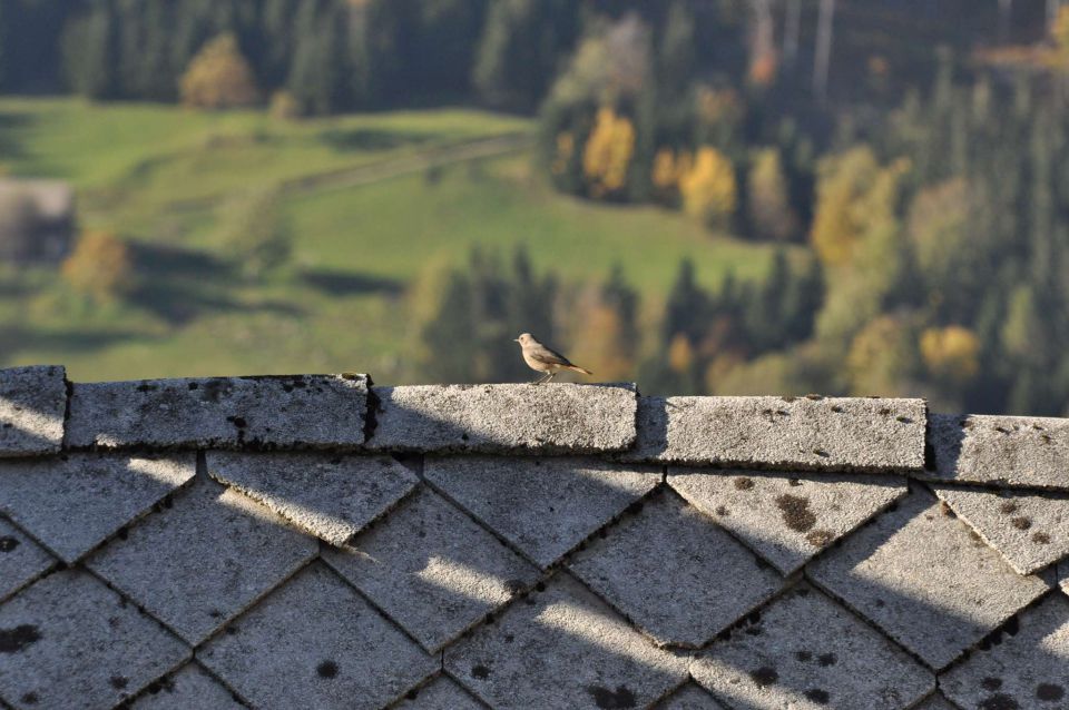 Savinjska 20.10.2012 - foto povečava