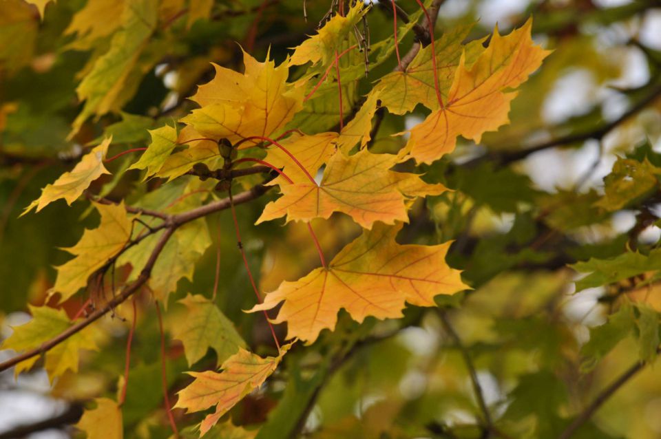 Šmartinsko jezero 31.10.2012 - foto povečava