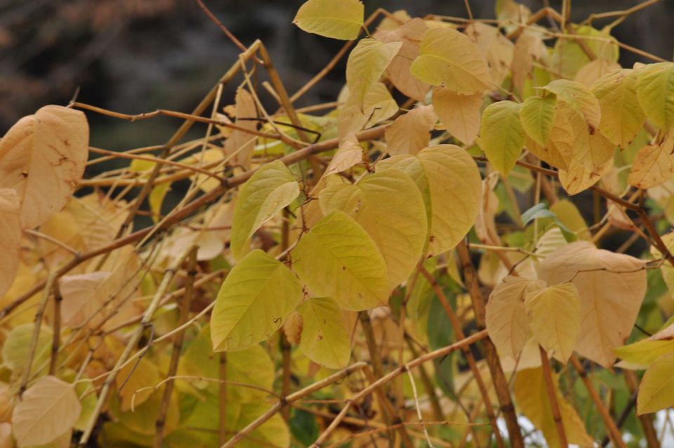 Šmartinsko jezero 31.10.2012 - foto povečava