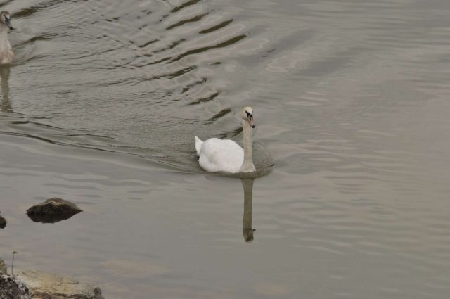 Šmartinsko jezero 31.10.2012 - foto