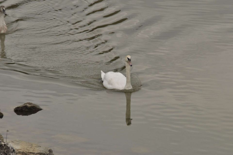 Šmartinsko jezero 31.10.2012 - foto povečava