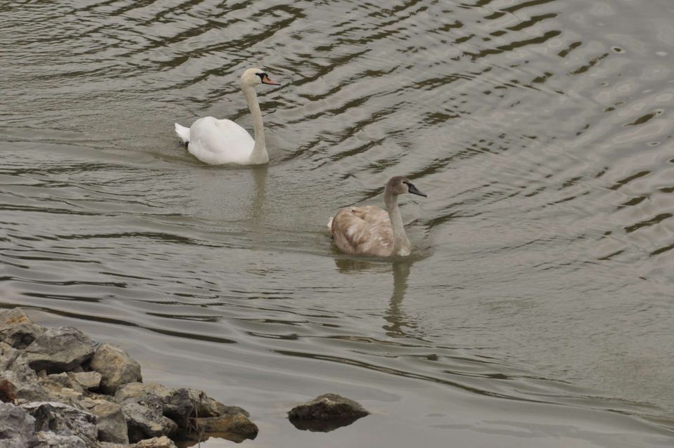 Šmartinsko jezero 31.10.2012 - foto povečava