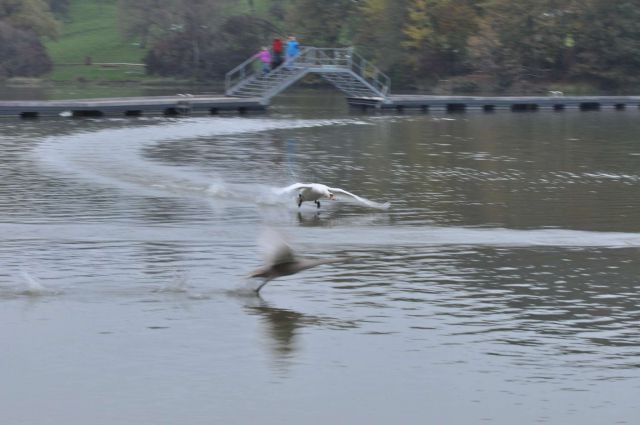 Šmartinsko jezero 31.10.2012 - foto